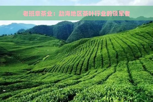 老班章茶业：勐海地区茶叶行业的领军者