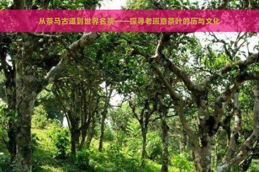 从茶马古道到世界名茶——探寻老班章茶叶的历与文化