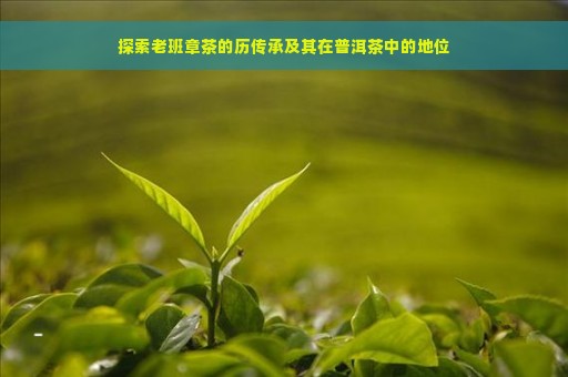 探索老班章茶的历传承及其在普洱茶中的地位