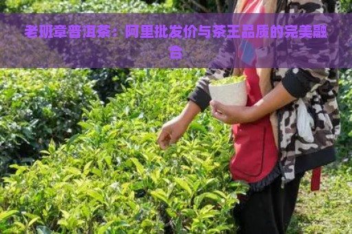 老班章普洱茶：阿里批发价与茶王品质的完美融合