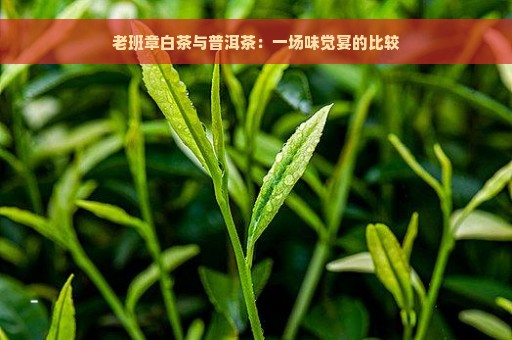 老班章白茶与普洱茶：一场味觉宴的比较