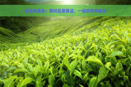 老班章茶业：茶叶品质保证，一站式购茶体验