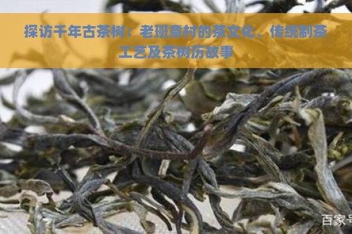 探访千年古茶树：老班章村的茶文化、传统制茶工艺及茶树历故事