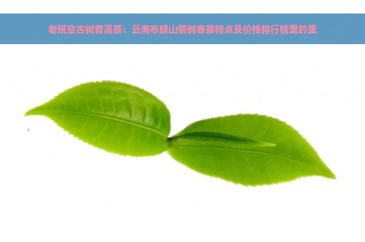 老班章古树普洱茶：云南布朗山茶树春茶特点及价格排行榜里的里