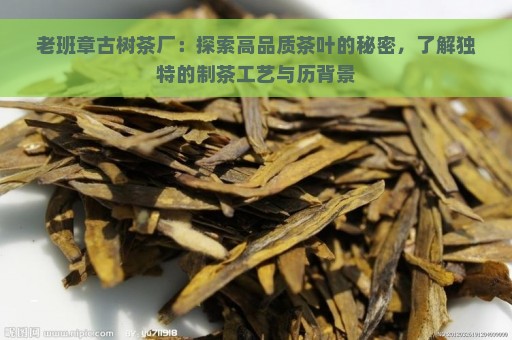 老班章古树茶厂：探索高品质茶叶的秘密，了解独特的制茶工艺与历背景