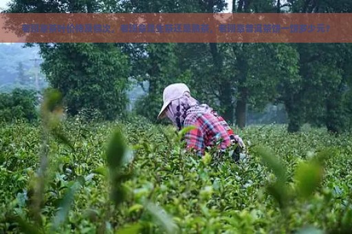 老班章茶叶价格及档次，老班章是生茶还是熟茶，老班章普洱茶饼一饼多少元？