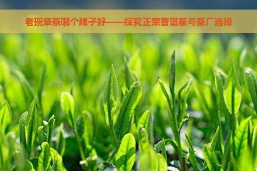 老班章茶哪个牌子好——探究正宗普洱茶与茶厂选择