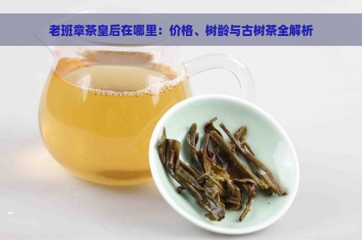 老班章茶皇后在哪里：价格、树龄与古树茶全解析