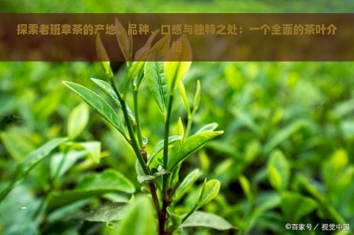 探索老班章茶的产地、品种、口感与独特之处：一个全面的茶叶介绍