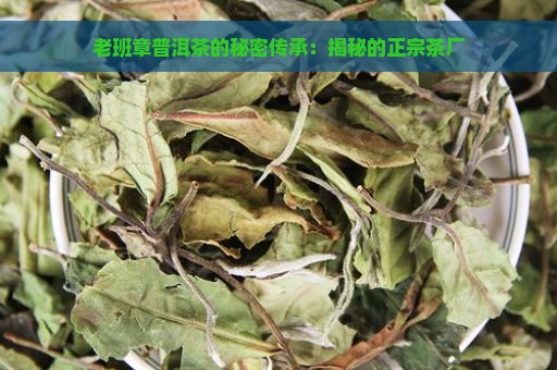 老班章普洱茶的秘密传承：揭秘的正宗茶厂