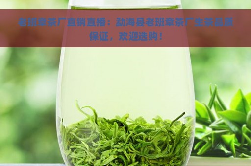 老班章茶厂直销直播：勐海县老班章茶厂生茶品质保证，欢迎选购！