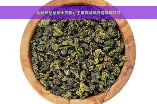 探秘老班章茶王古树：千年普洱茶的传奇与魅力