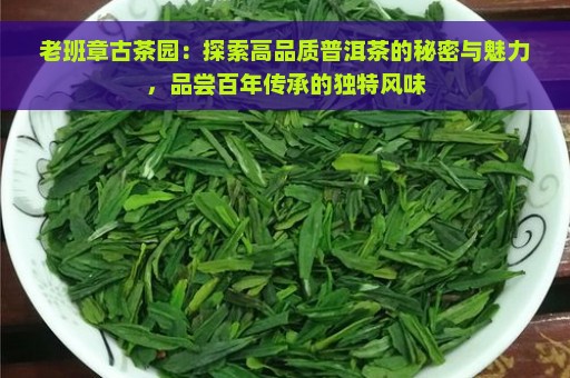 老班章古茶园：探索高品质普洱茶的秘密与魅力，品尝百年传承的独特风味