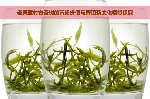 老班章村古茶树的市场价值与普洱茶文化精髓探究