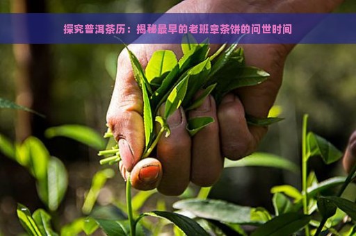 探究普洱茶历：揭秘最早的老班章茶饼的问世时间