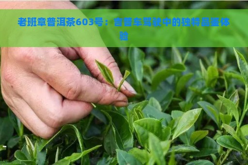 老班章普洱茶603号：吉普车驾驶中的独特品鉴体验