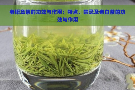 老班章茶的功效与作用：特点、禁忌及老白茶的功效与作用