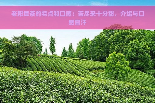 老班章茶的特点和口感：苦尽来十分甜，介绍与口感冒汗