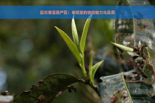 探究普洱茶产区：老班章的独特魅力与品质