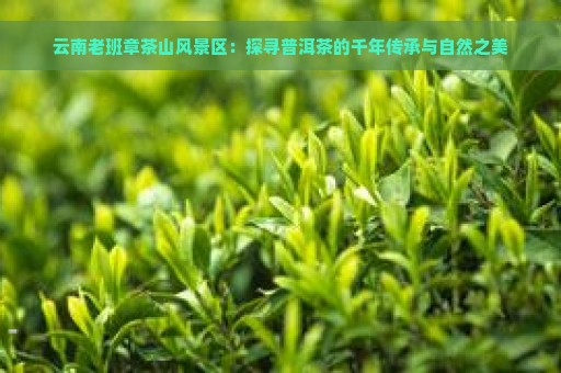 云南老班章茶山风景区：探寻普洱茶的千年传承与自然之美