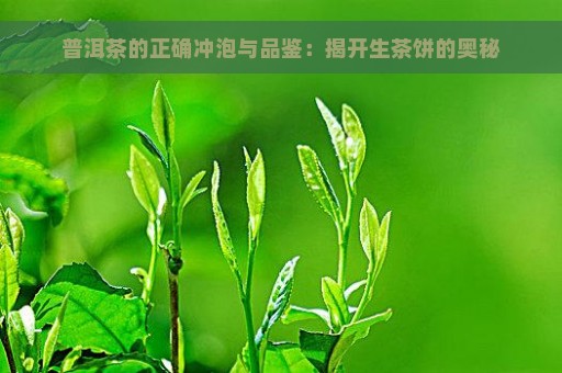 普洱茶的正确冲泡与品鉴：揭开生茶饼的奥秘