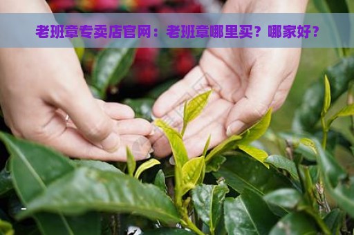 老班章专卖店官网：老班章哪里买？哪家好？