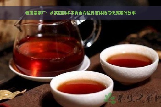 老班章茶厂：从茶园到杯子的全方位品茗体验与优质茶叶故事