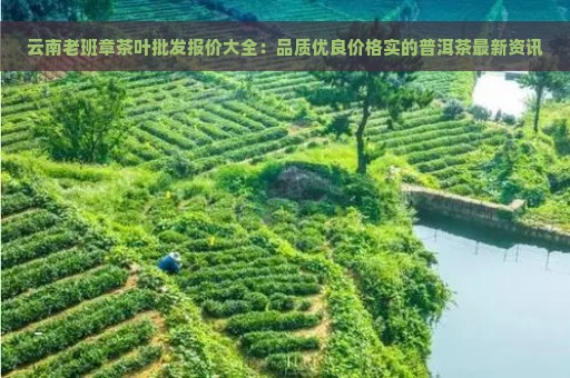 云南老班章茶叶批发报价大全：品质优良价格实的普洱茶最新资讯