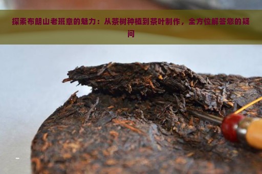 探索布朗山老班章的魅力：从茶树种植到茶叶制作，全方位解答您的疑问