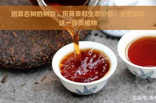 班章古树的树龄、历背景和生态价值：全面解析这一珍贵植物