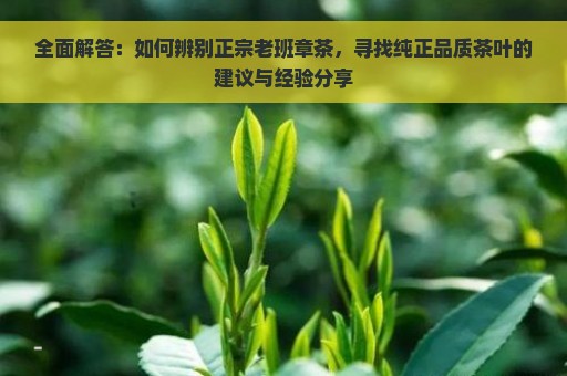 全面解答：如何辨别正宗老班章茶，寻找纯正品质茶叶的建议与经验分享