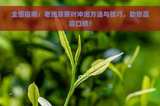 全面指南：老班章茶叶冲泡方法与技巧，助您品尝口感！