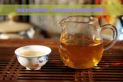 揭秘老班章茶树王：古茶树的年份与树龄的深度解析