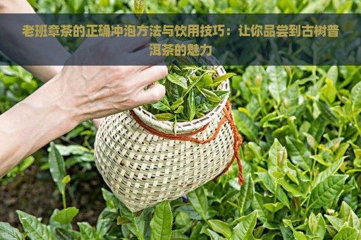 老班章茶的正确冲泡方法与饮用技巧：让你品尝到古树普洱茶的魅力