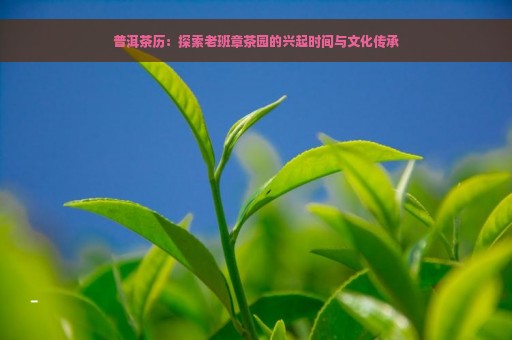 普洱茶历：探索老班章茶园的兴起时间与文化传承