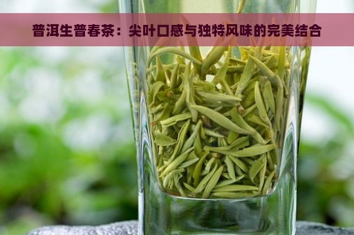 普洱生普春茶：尖叶口感与独特风味的完美结合