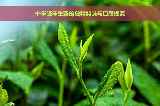 十年陈年生茶的独特韵味与口感探究