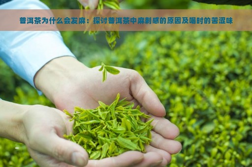 普洱茶为什么会发麻：探讨普洱茶中麻刺感的原因及喝时的苦涩味