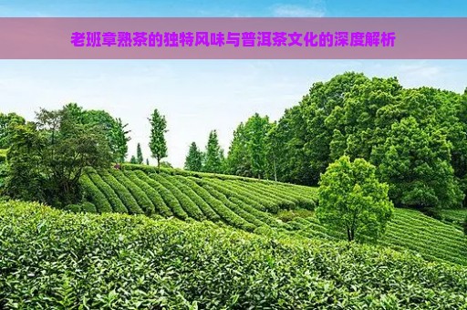 老班章熟茶的独特风味与普洱茶文化的深度解析