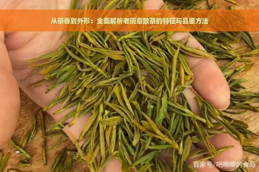 从茶香到外形：全面解析老班章散茶的特征与品鉴方法