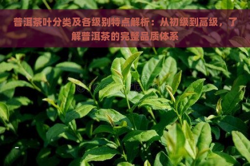 普洱茶叶分类及各级别特点解析：从初级到高级，了解普洱茶的完整品质体系