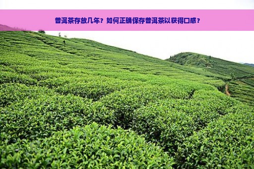 普洱茶存放几年？如何正确保存普洱茶以获得口感？