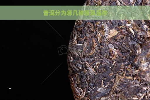 普洱分为哪几种茶及品种