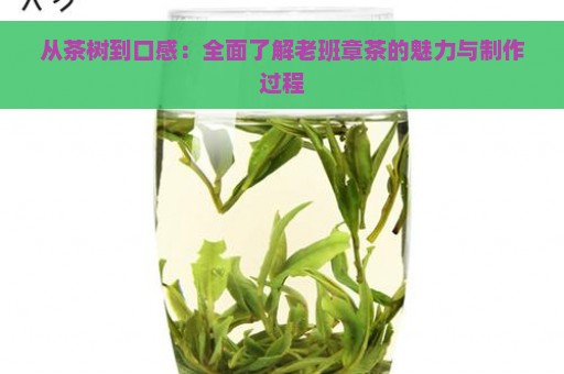 从茶树到口感：全面了解老班章茶的魅力与制作过程