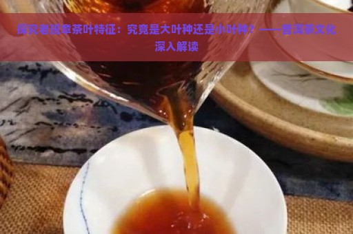 探究老班章茶叶特征：究竟是大叶种还是小叶种？——普洱茶文化深入解读