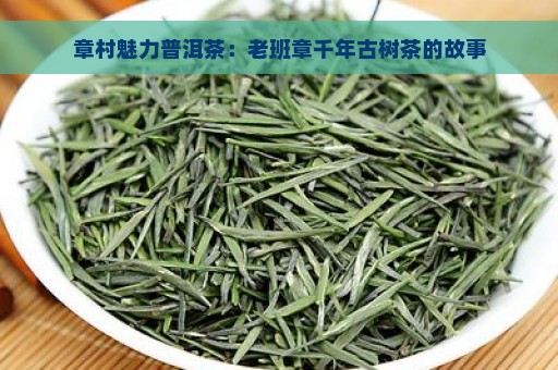 章村魅力普洱茶：老班章千年古树茶的故事