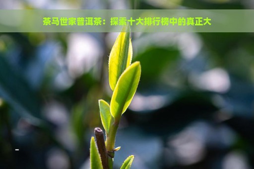 茶马世家普洱茶：探索十大排行榜中的真正大