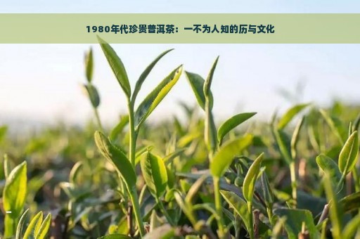 1980年代珍贵普洱茶：一不为人知的历与文化