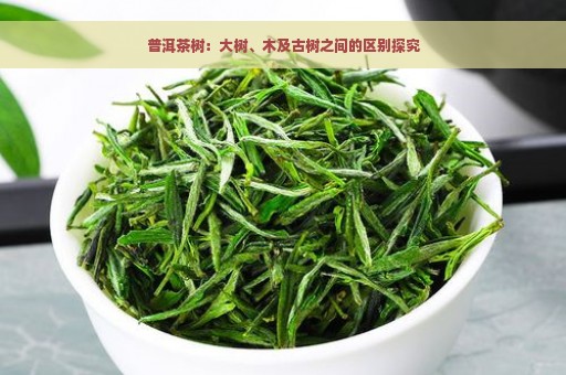 普洱茶树：大树、木及古树之间的区别探究