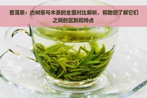 普洱茶：古树茶与木茶的全面对比解析，帮助您了解它们之间的区别和特点